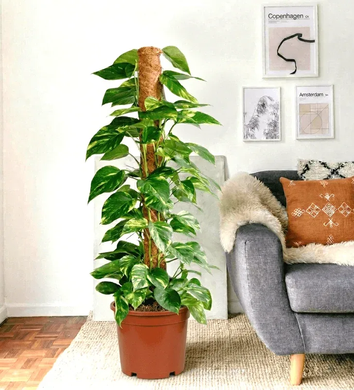 Money Plant (Epipremnum aureum) on a moss pole in a terracotta pot