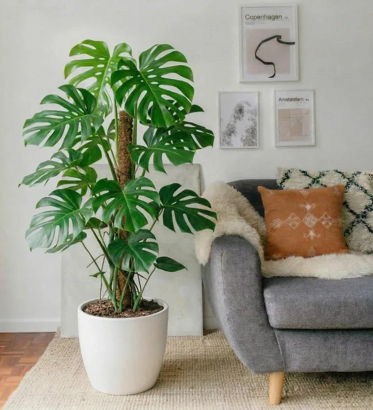 Monstera Deliciosa Holland on a moss pole in a white pot