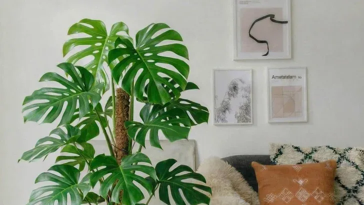 Leaves of the Monstera Deliciosa Holland