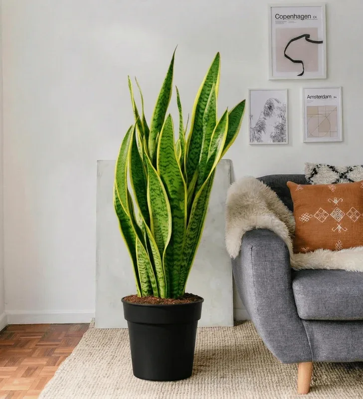 Snake Plant (Sansevieria trifasciata 'Laurentii') in a black pot beside a grey sofa